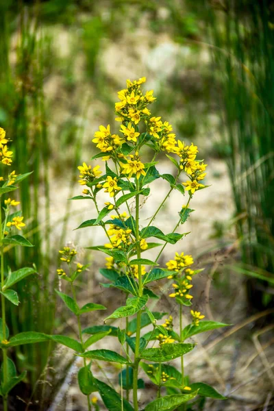 Nahaufnahme Einer Gelben Gartenblume Lysimachia Vulgaris — Stockfoto