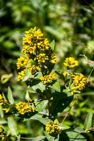 Zbliżenie Żółte Kwiaty Ogrodowe Luźne Lysimachia Vulgaris — Zdjęcie stockowe