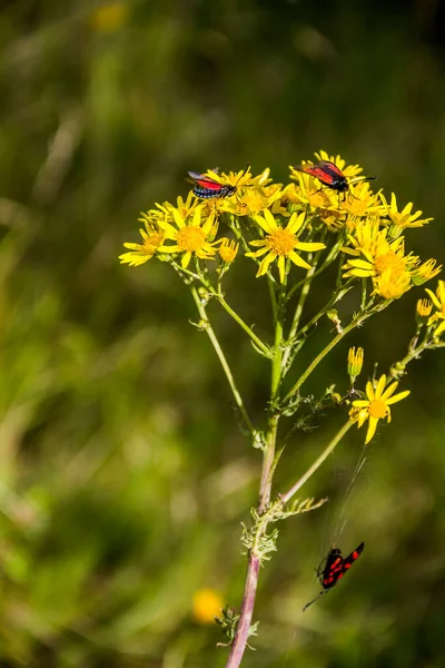 Close Some Red Bugs Yellow Flowers Elegant Groundsel Packera Indecora — Stockfoto