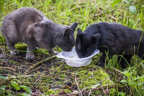 Two Hungry Homeless Stray Cats Eat Plastic Plate Nature — Foto de Stock