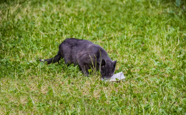 Grey Hungry Homeless Stray Cat Eat Plastic Plate Nature — Stock Photo, Image