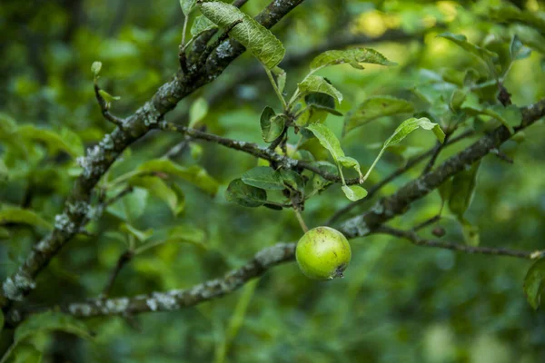 Крупный План Зеленых Незрелых Плодов Яблони Ветке Дерева — стоковое фото