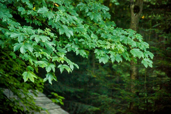 Close Van Een Groene Esdoorn Bladeren Getextureerde Achtergrond — Stockfoto