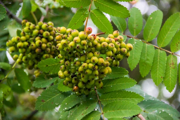 Bir ağaç dalındaki yeşil olgunlaşmamış kızılcık ağacına yakın plan.