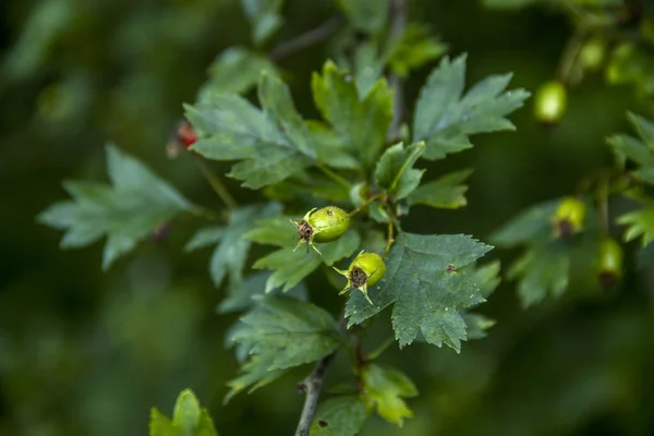 Zbliżenie Zielonych Niedojrzałych Jagód Krzewu Dzikiej Róży — Zdjęcie stockowe