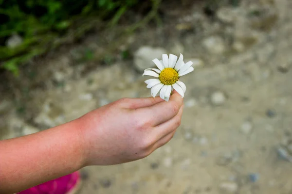 女性の手に白い花のカモミールの花のクローズアップ — ストック写真