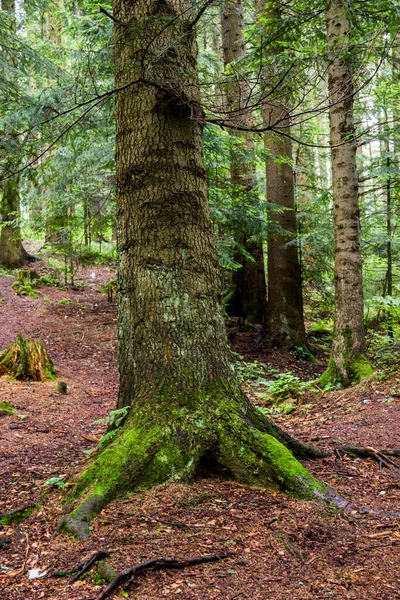 Primer Plano Del Tronco Abeto Bosque —  Fotos de Stock