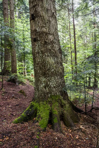 Ormandaki çam ağacının gövdesine yakın çekim.
