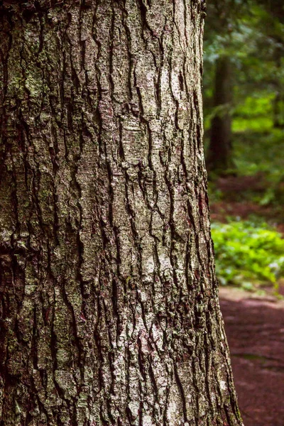 Ormandaki çam ağacının gövdesine yakın çekim.