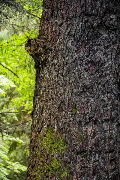 Zbliżenie Pnia Świerkowego Drzewa Lesie — Zdjęcie stockowe