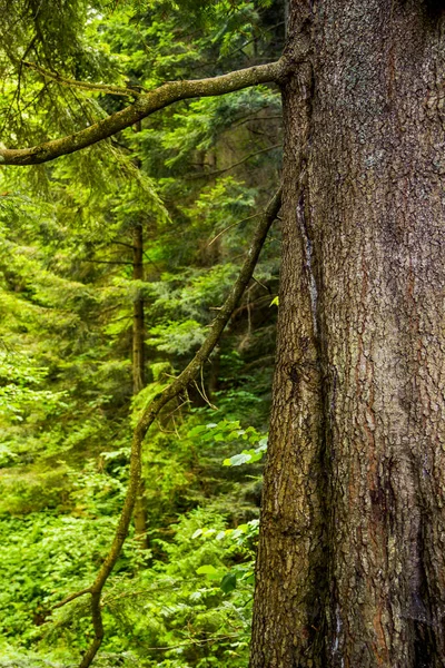 Ormandaki çam ağacının gövdesine yakın çekim.