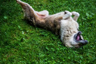 Büyük gri bir köpek yeşil çimlerin üzerinde yatıyor.