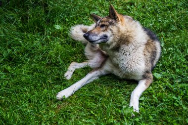 Büyük gri bir köpek yeşil çimlerin üzerinde yatıyor.