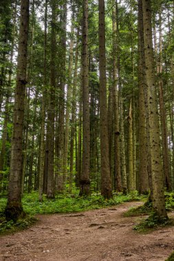 Ukrayna Karpatları 'nda bir ladin ormanı, Skole Beskids Ulusal Doğa Parkı, Lviv Bölgesi Ukrayna