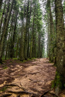 Ukrayna Karpatları 'ndaki ladin ormanlarında Skole Beskids Ulusal Doğa Parkı, Ukrayna' nın Lviv Bölgesi