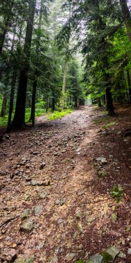 Ukrayna Karpatları 'ndaki ladin ormanlarında Skole Beskids Ulusal Doğa Parkı, Ukrayna' nın Lviv Bölgesi