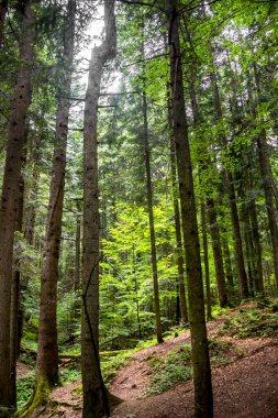 Ukrayna Karpatları 'nda bir ladin ormanı, Skole Beskids Ulusal Doğa Parkı, Lviv Bölgesi Ukrayna