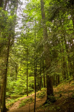 Ukrayna Karpatları 'nda bir ladin ormanı, Skole Beskids Ulusal Doğa Parkı, Lviv Bölgesi Ukrayna