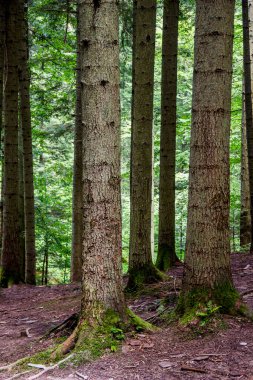 Ukrayna Karpatları 'nda bir ladin ormanı, Skole Beskids Ulusal Doğa Parkı, Lviv Bölgesi Ukrayna