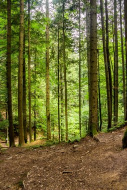 Ukrayna Karpatları 'nda bir ladin ormanı, Skole Beskids Ulusal Doğa Parkı, Lviv Bölgesi Ukrayna