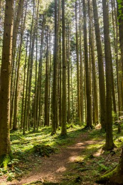 Ukrayna Karpatları 'nda bir ladin ormanı, Skole Beskids Ulusal Doğa Parkı, Lviv Bölgesi Ukrayna