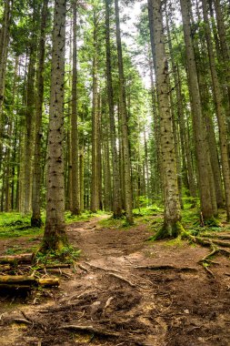 Ukrayna Karpatları 'nda bir ladin ormanı, Skole Beskids Ulusal Doğa Parkı, Lviv Bölgesi Ukrayna