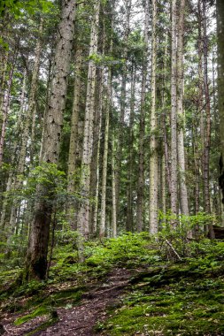 Ukrayna Karpatları 'nda bir ladin ormanı, Skole Beskids Ulusal Doğa Parkı, Lviv Bölgesi Ukrayna