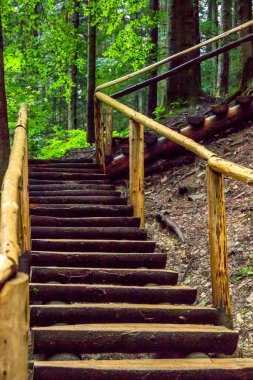 Ukrayna Karpatya 'nın ladin ormanlarındaki tahta merdivenler, Skole Beskids Ulusal Doğa Parkı, Ukrayna' nın Lviv bölgesi