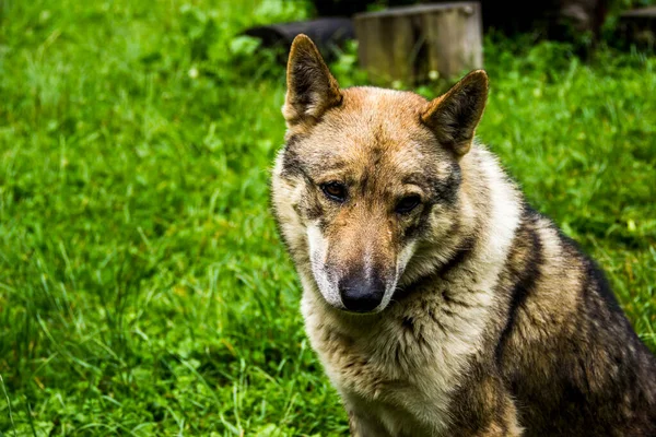 Yakın plan portre büyük gri bir köpek yeşil çimlerin üzerinde