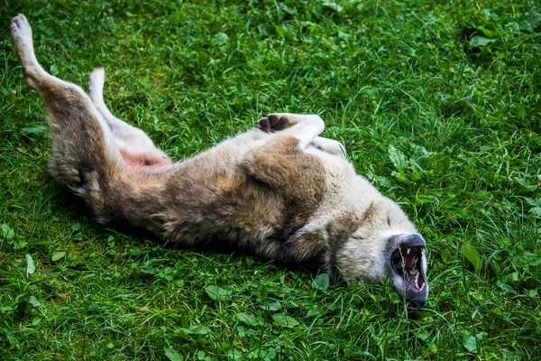 Büyük gri bir köpek yeşil çimlerin üzerinde yatıyor.
