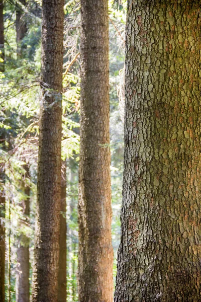 Close Trunk Spruce Tree Forest Ukrainian Carpathian Skole Beskids National — стокове фото