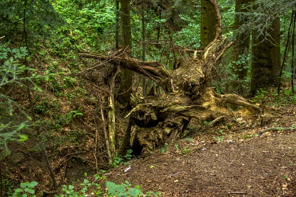 Великий Корінь Падаючого Різдвяного Дерева Карпатському Лісі Національний Природний Парк — стокове фото