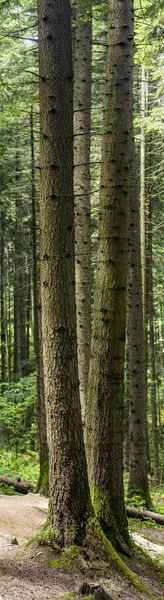 Ukrayna Karpatyalı Skole Beskids Ulusal Doğa Parkı, Ukrayna 'nın Lviv bölgesindeki bir ladin ağacının iki uzun gövdesi.