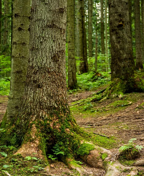 Ukrayna 'nın Ukrayna Karpatya, Skole Beskids Ulusal Doğa Parkı, Ukrayna' nın Lviv bölgesindeki ormandaki çam ağacının gövdesine yakın plan.