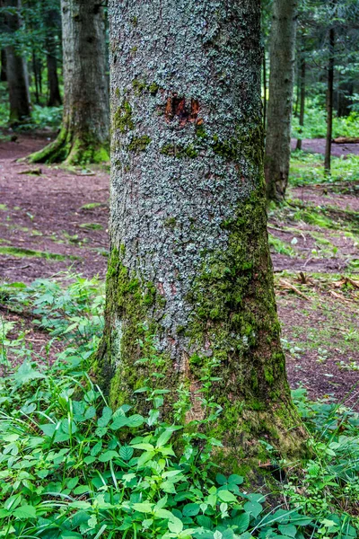 Close Trunk Spruce Tree Forest Ukrainian Carpathian Skole Beskids National — Stockfoto