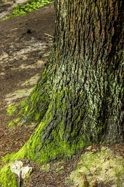 Γκρο Πλαν Του Κορμού Της Ερυθρελάτης Δέντρο Στο Δάσος Στην — Φωτογραφία Αρχείου