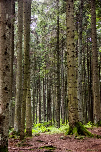 Ukrayna Karpatları 'nda bir ladin ormanı, Skole Beskids Ulusal Doğa Parkı, Lviv Bölgesi Ukrayna