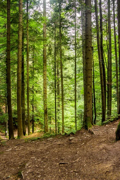 Spruce Forest Ukrainian Carpathians Skole Beskids National Nature Park Lviv — 스톡 사진