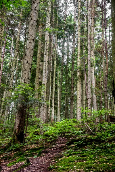 Spruce Forest Ukrainian Carpathians Skole Beskids National Nature Park Lviv — 스톡 사진