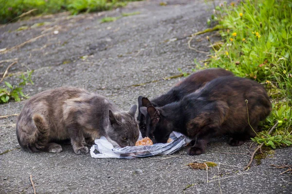 Tres Gatos Vagabundos Hambrientos Comen Comida Seca Viejo Camino — Foto de Stock