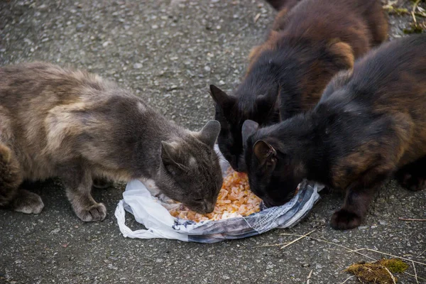 Tres Gatos Vagabundos Hambrientos Comen Comida Seca Viejo Camino — Foto de Stock