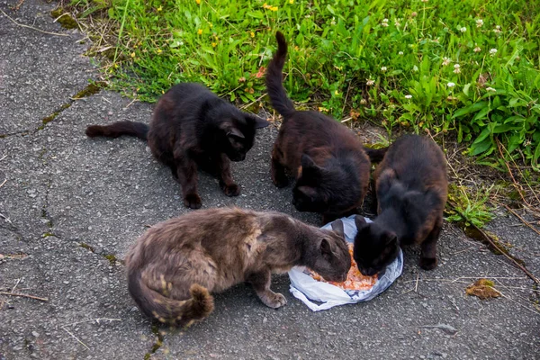 Чотири Голодні Бездомні Бродячі Коти Їдять Суху Їжу Старій Дорозі — стокове фото
