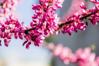 Çin kızıl tomurcuğunun kırmızı çiçekleri (Cercis chinensis)