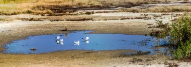 Ukrayna 'nın Azov Denizi' ne Arapların tükürdüğü deniz kenarında sığ, tuzlu bir göl.