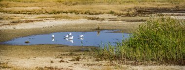 Ukrayna 'nın Azov Denizi' ne Arapların tükürdüğü deniz kenarında sığ, tuzlu bir göl.