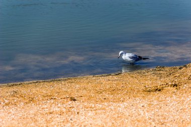 Deniz suyundaki ince gagalı martının (Chroicocephalus genei) yakın çekimi, Azov Denizi 'ndeki Arabat Spit