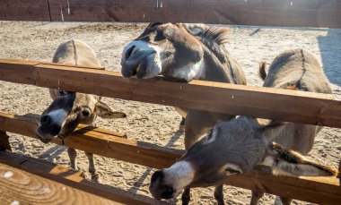 Tahta çitin arkasındaki üç komik eşeğe yakın çekim.