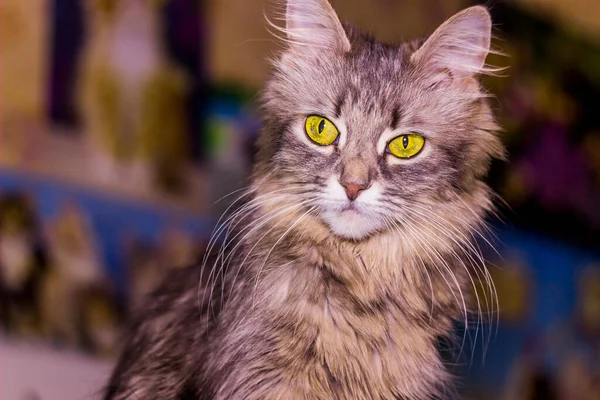 Nahaufnahme Einer Grauen Katze Mit Großen Gelben Augen — Stockfoto