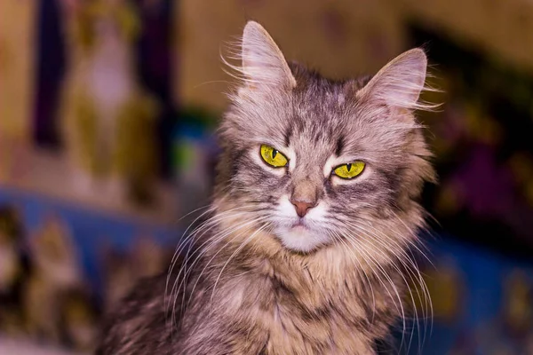 Nahaufnahme Einer Grauen Katze Mit Großen Gelben Augen — Stockfoto