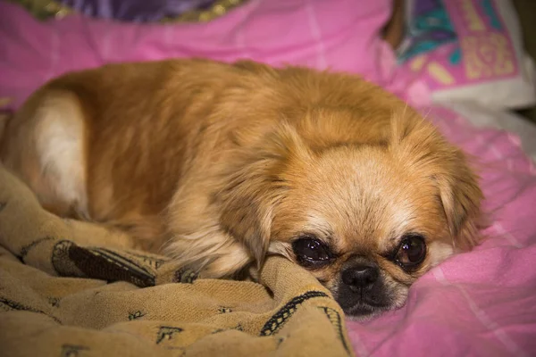 Close Adult Pekingese Dog — Stock Photo, Image